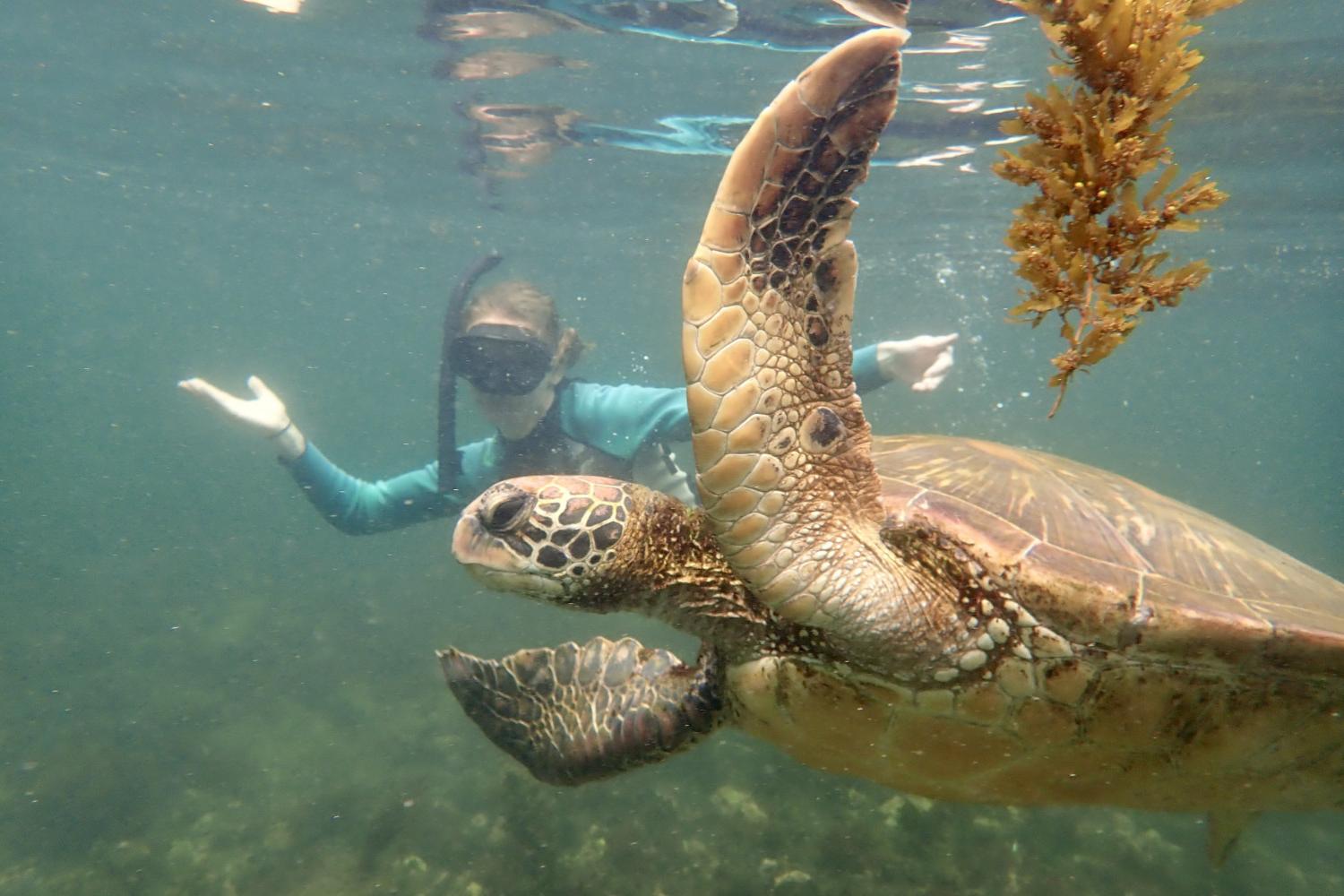 一名<a href='http://491d.uncsj.com'>全球十大赌钱排行app</a>学生在Galápagos群岛游学途中与一只巨龟游泳.